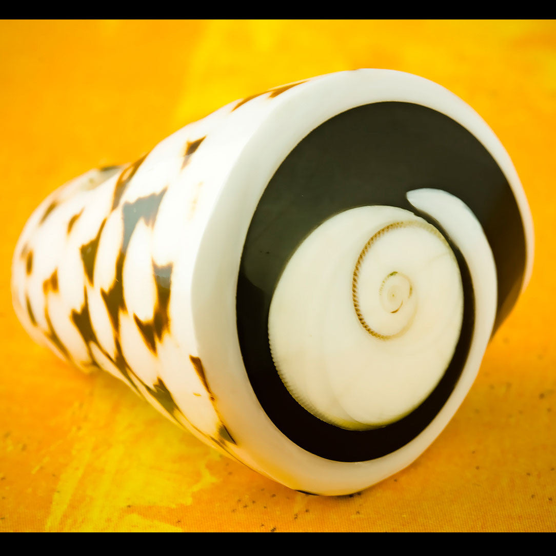 Spotted Shiva Eye Ring - Seashell