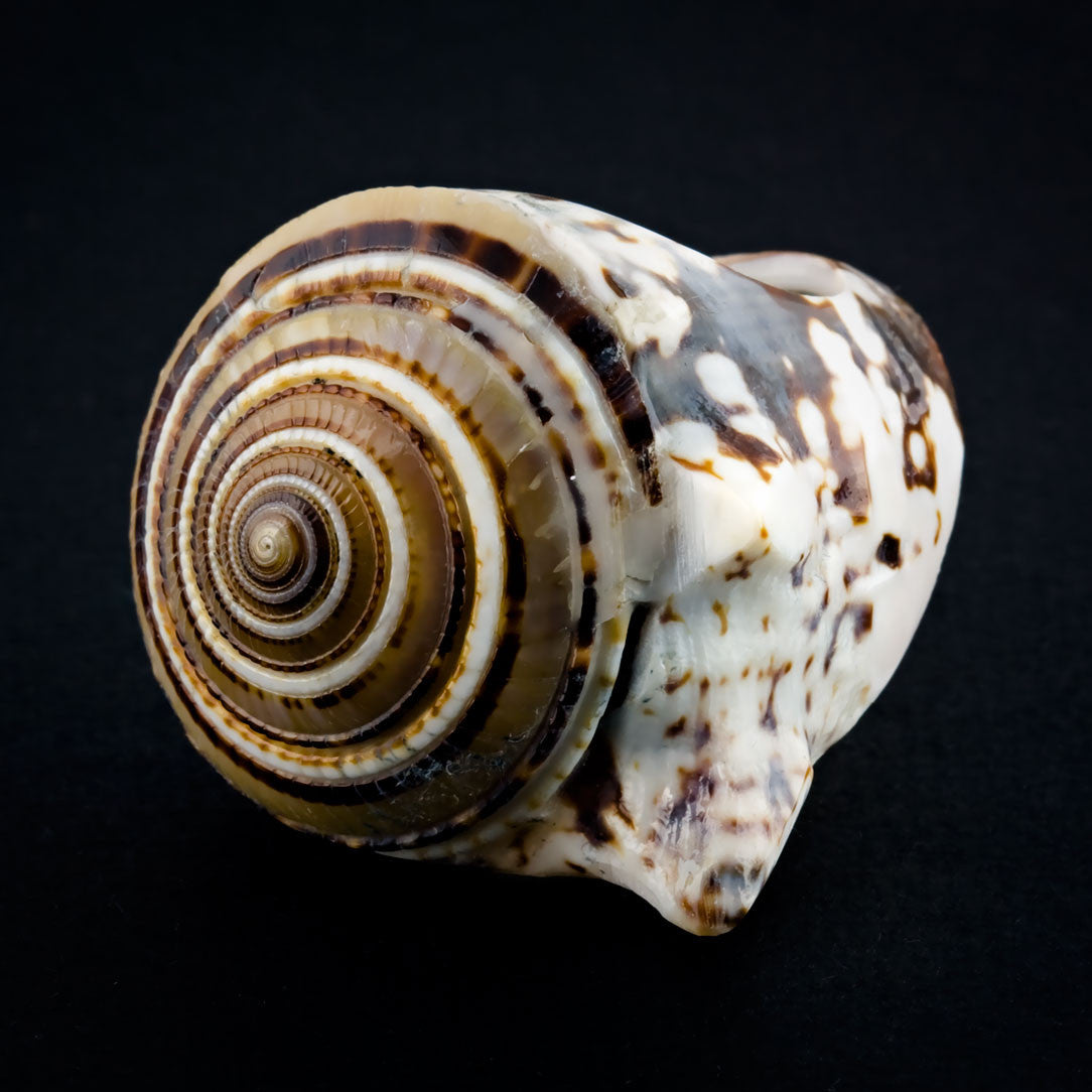 Conch Sand Spiral Ring - Seashell