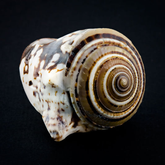 Conch Sand Spiral Ring - Seashell
