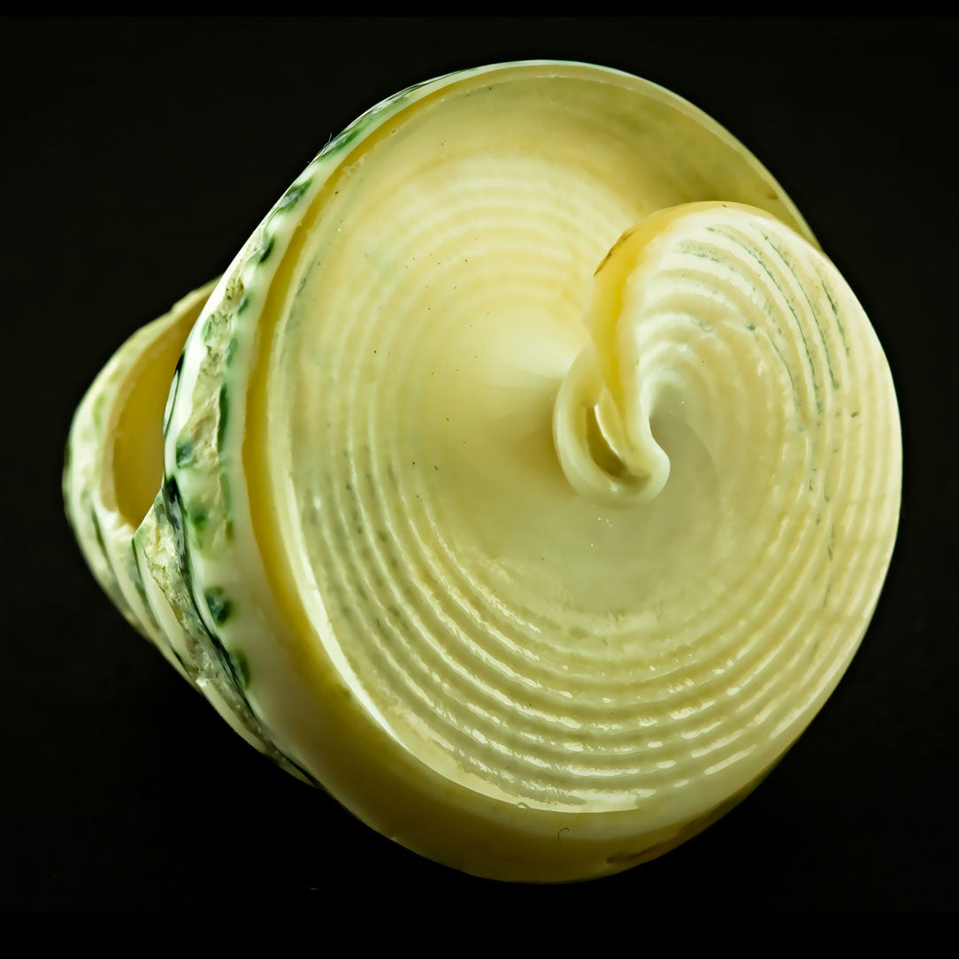 Seashell Ring - Green Spiral Large (Size 8)