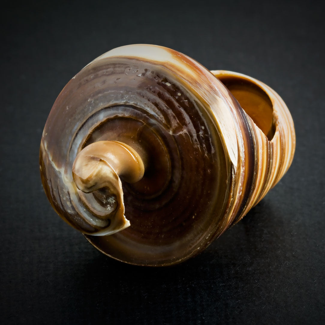 Sand Spiral Seashell Ring