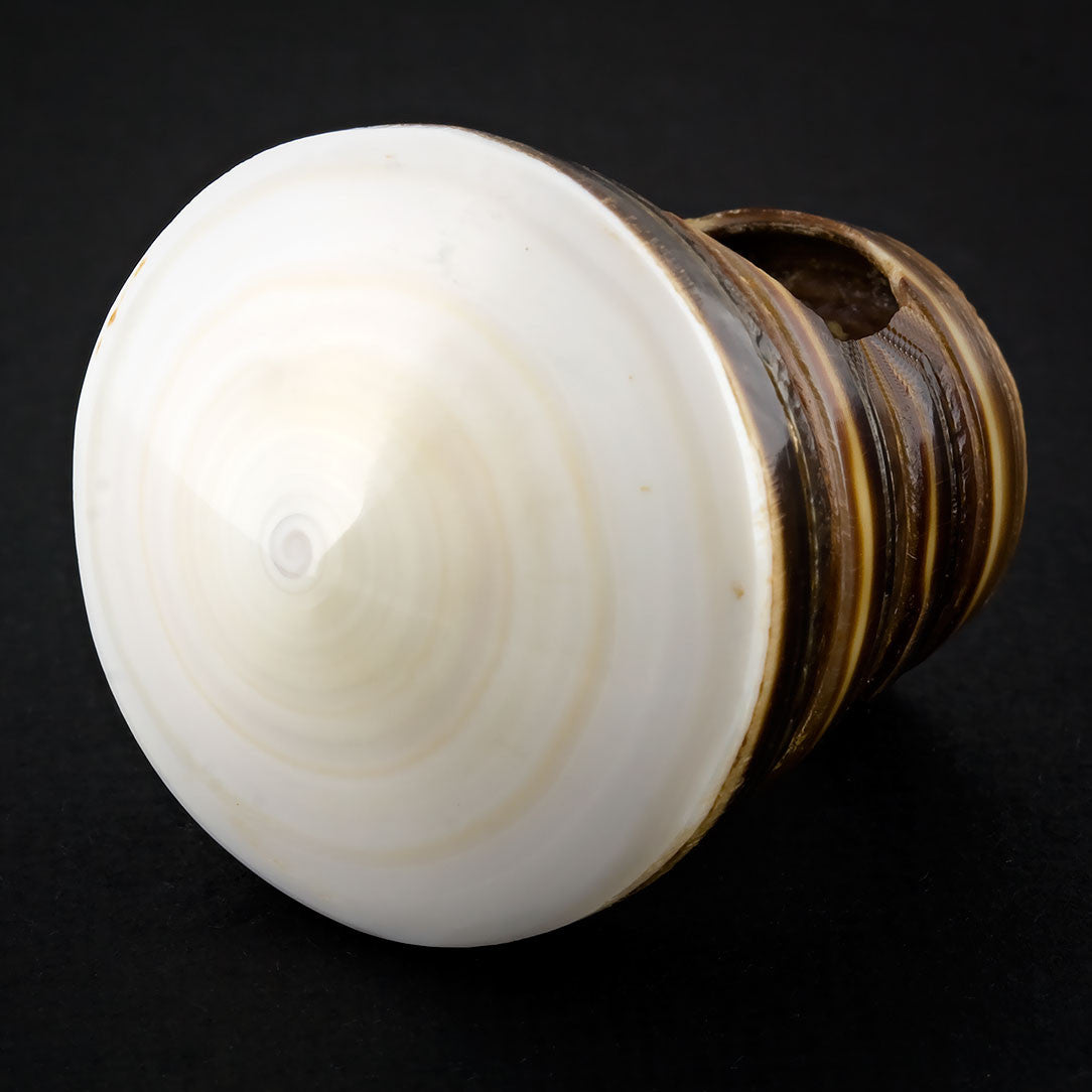 White Spiral Sand Ring - Seashell