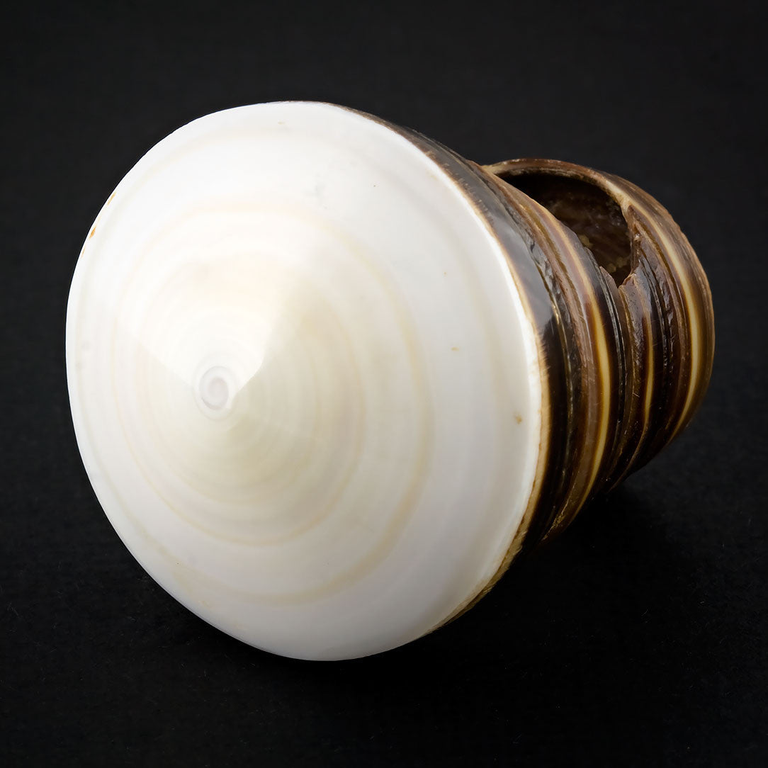 White Spiral Sand Ring - Seashell