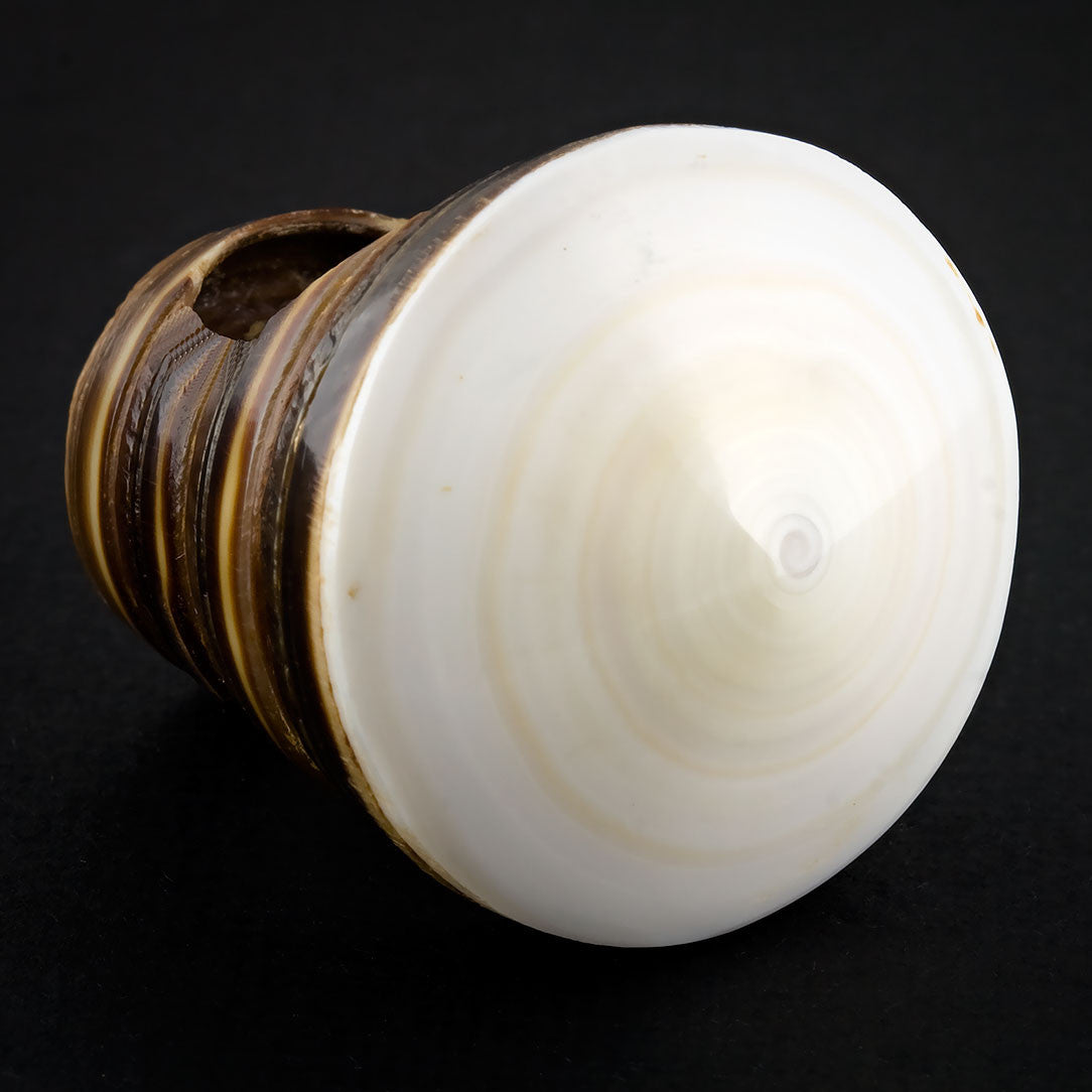 White Spiral Sand Ring - Seashell