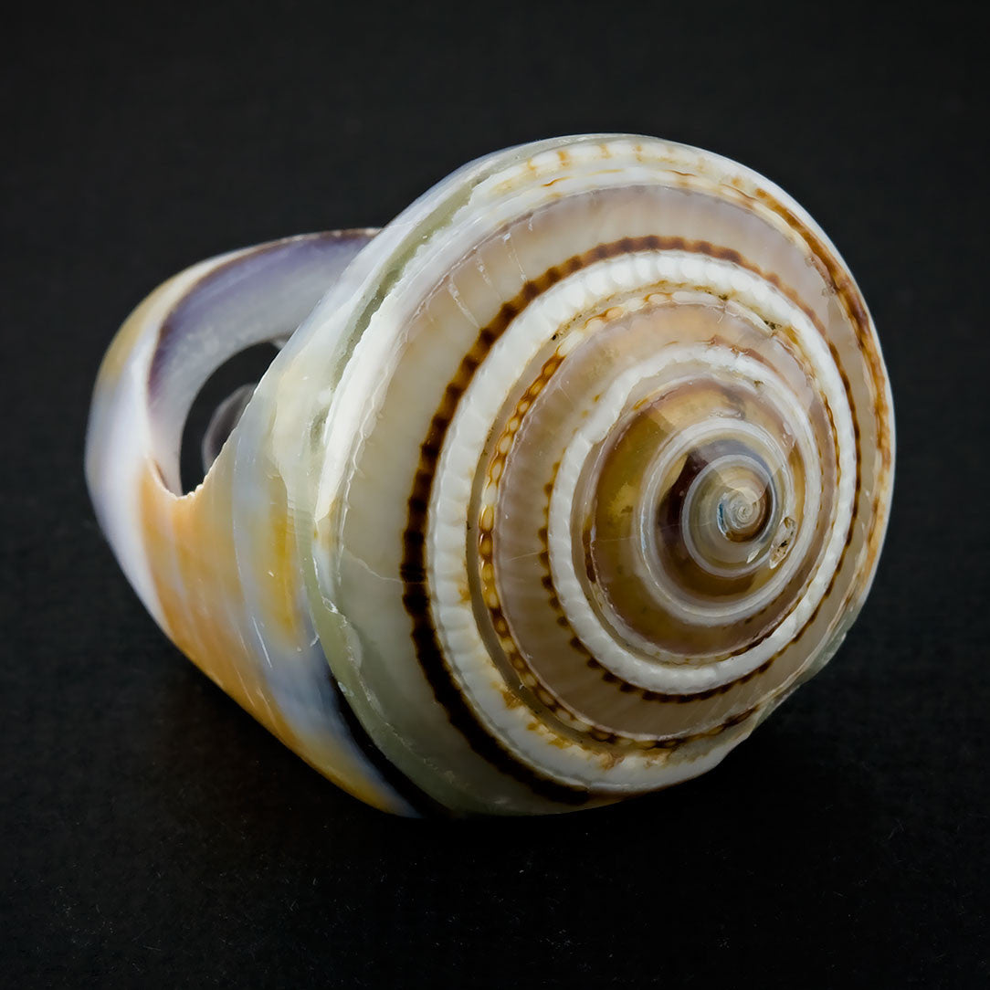 Purple Sand Spiral Ring - Seashell