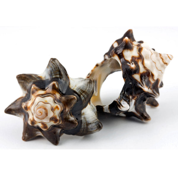 Conch Shell Ring - Original Conch
