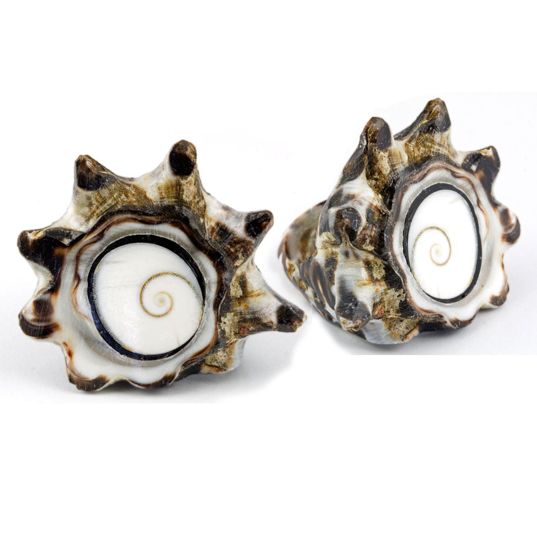 Conch Shell Ring - Shiva Eye