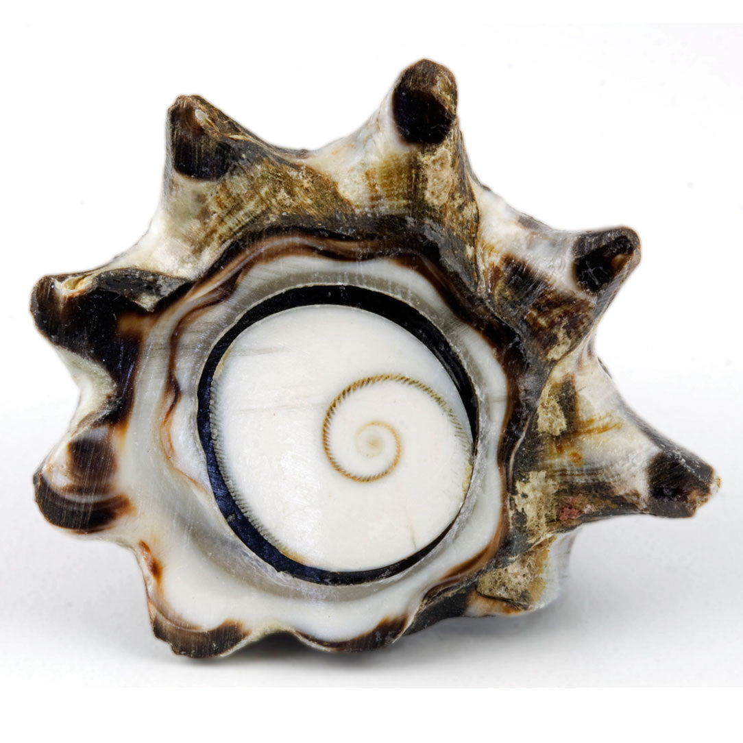 Conch Shell Ring - Shiva Eye