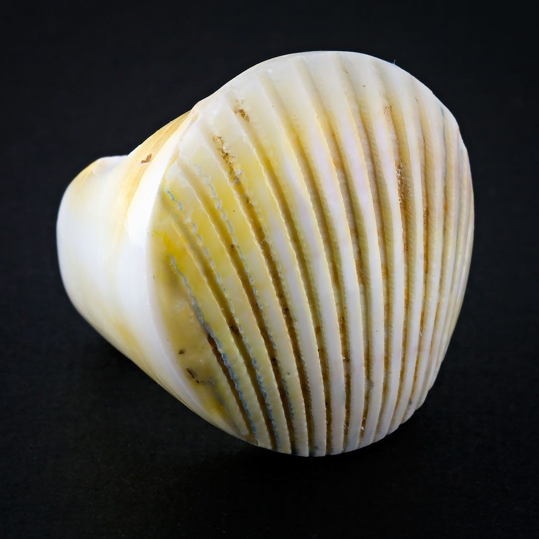 Seashell Ring - Golden Fan (Size 7 & 9)