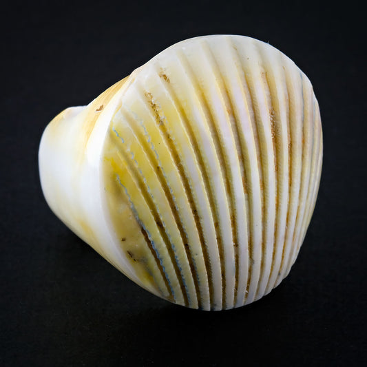 Seashell Ring - Golden Fan (Size 7 & 9)