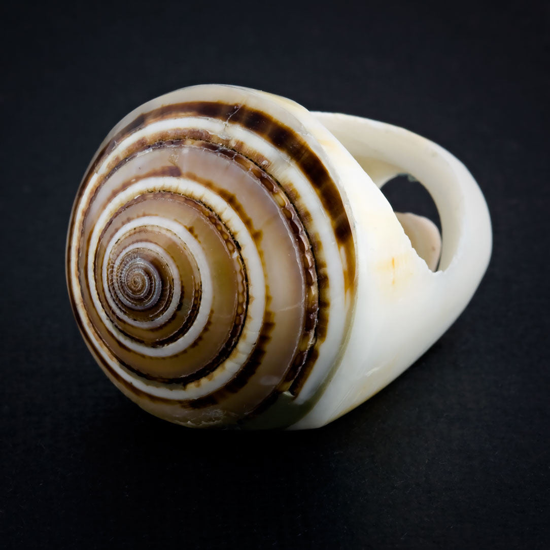White Seashell Ring - Sand Spiral