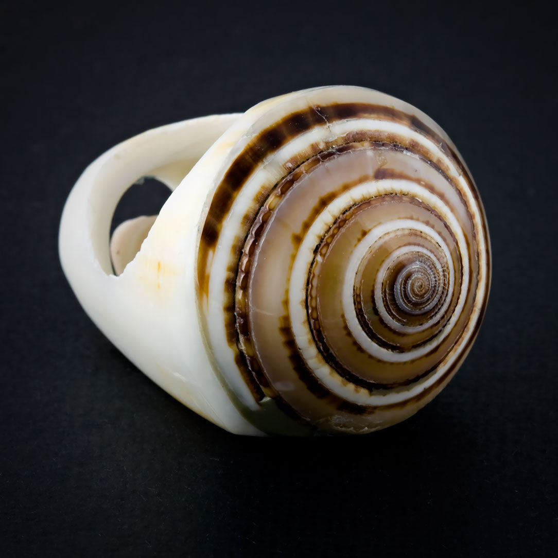 White Seashell Ring - Sand Spiral