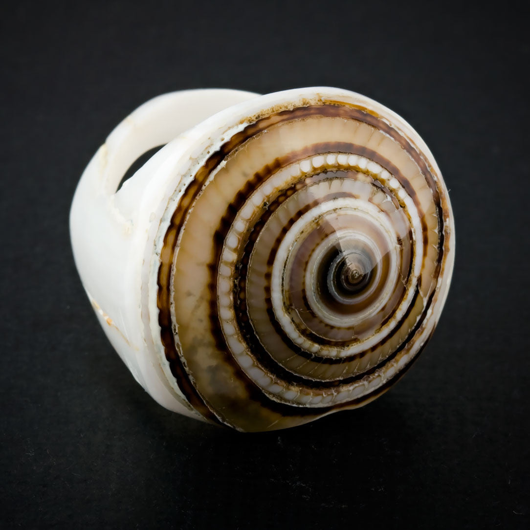 White Seashell Ring - Sand Spiral