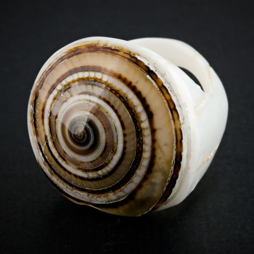 White Seashell Ring - Sand Spiral