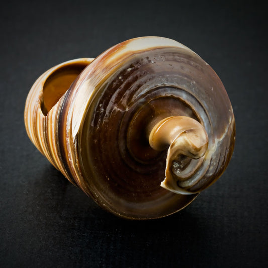 Sand Spiral Seashell Ring