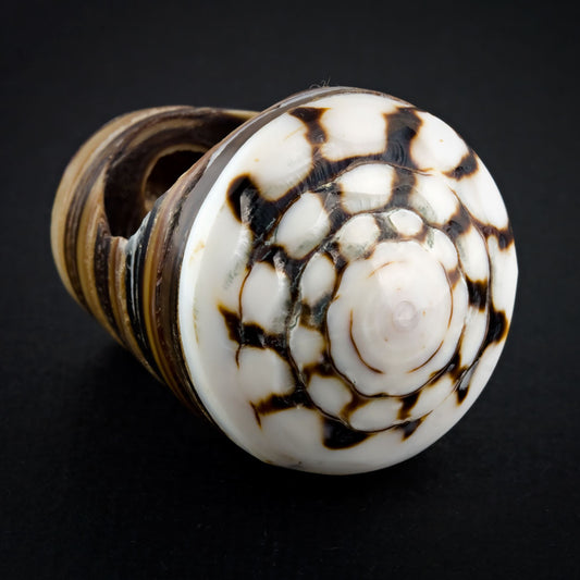 Sand Seashell Ring - Labyrinth Spiral