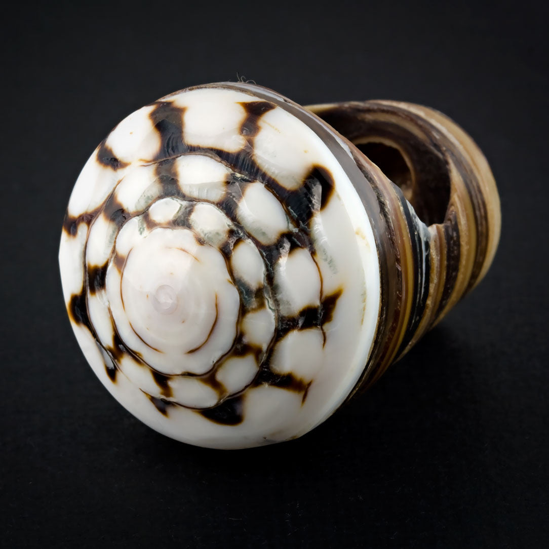 Sand Seashell Ring - Labyrinth Spiral
