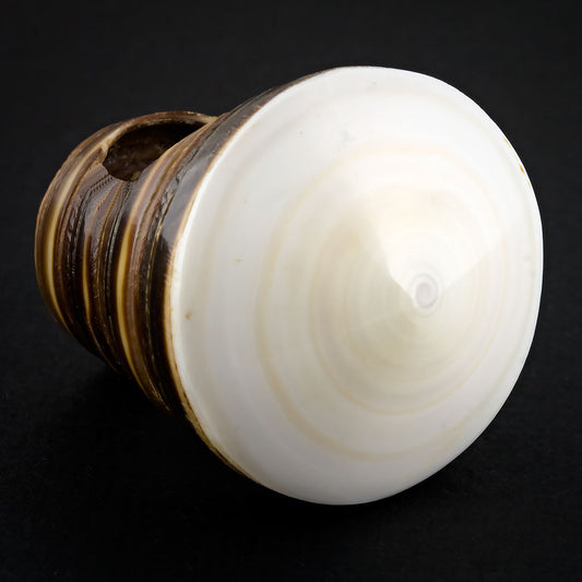 Sand Seashell Ring - White Spiral