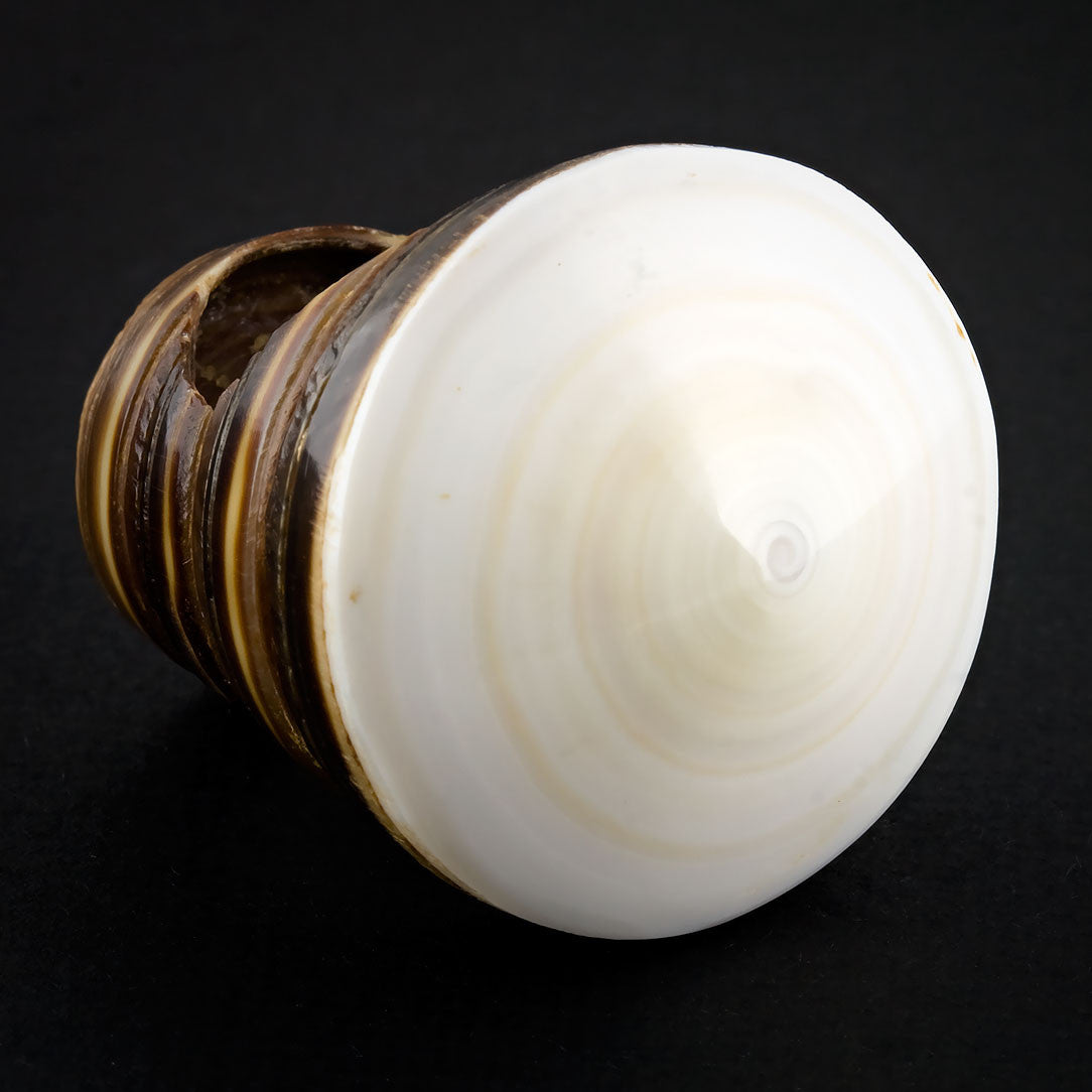 Sand Seashell Ring - White Spiral