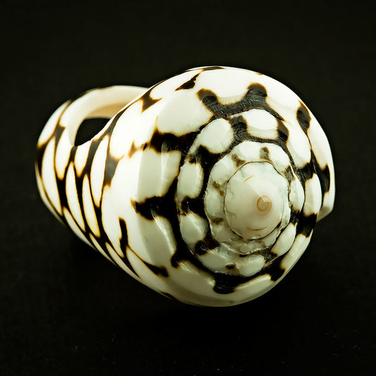 Seashell Ring - Spotted Conus