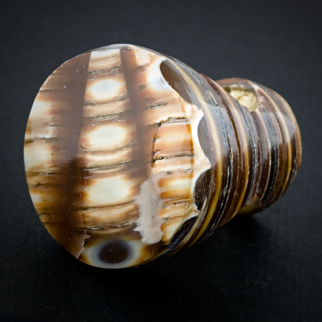 Sand Seashell Ring - Crosspiece