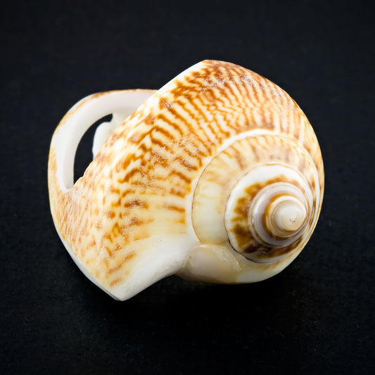 Coned Seashell Ring - Spotted Omaria