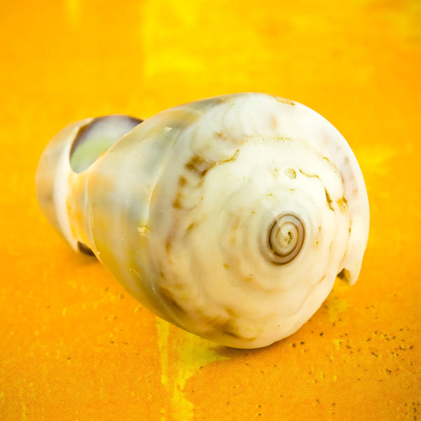 Seashell Ring - Original Conus
